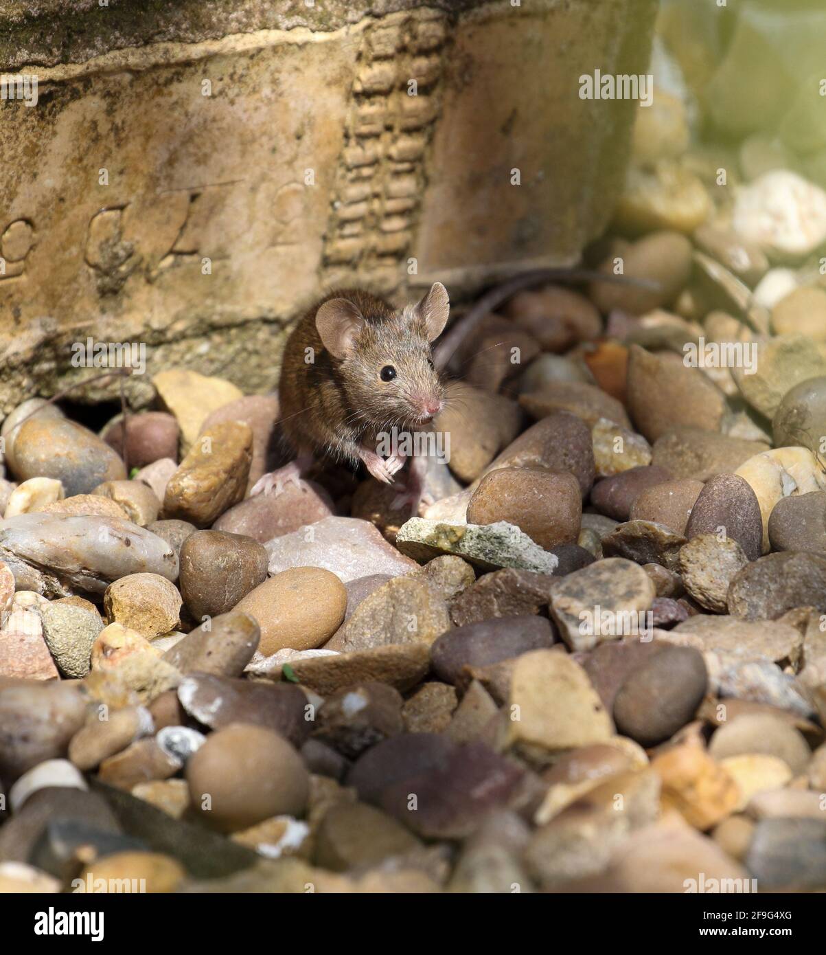 Souris domestique (Mus musculus) Banque D'Images