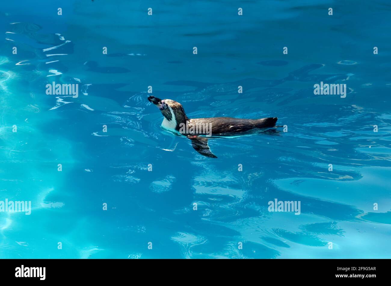 Pingouin nageant dans l'eau claire Banque D'Images