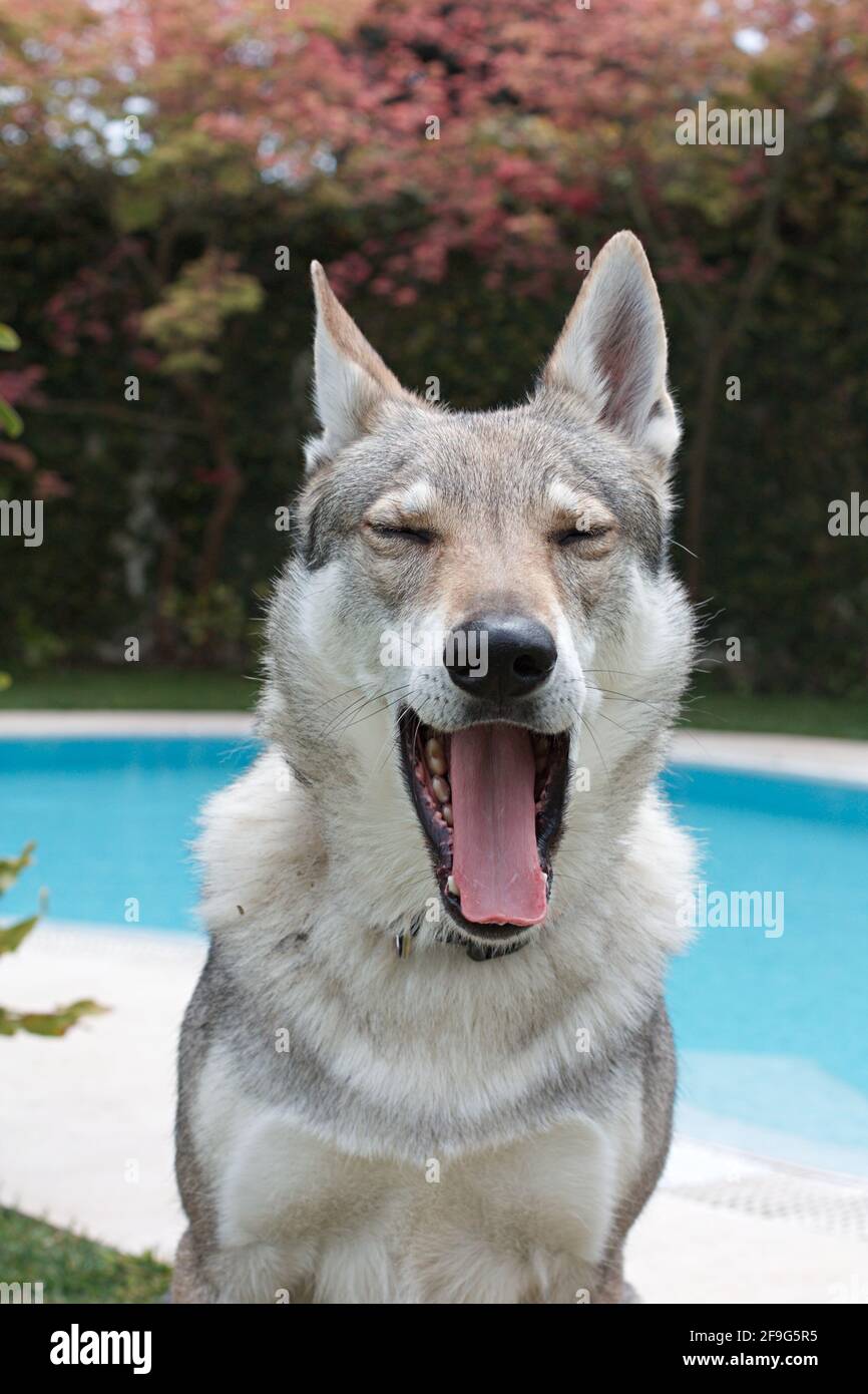 Chien Loup tchécoslovaque Banque D'Images