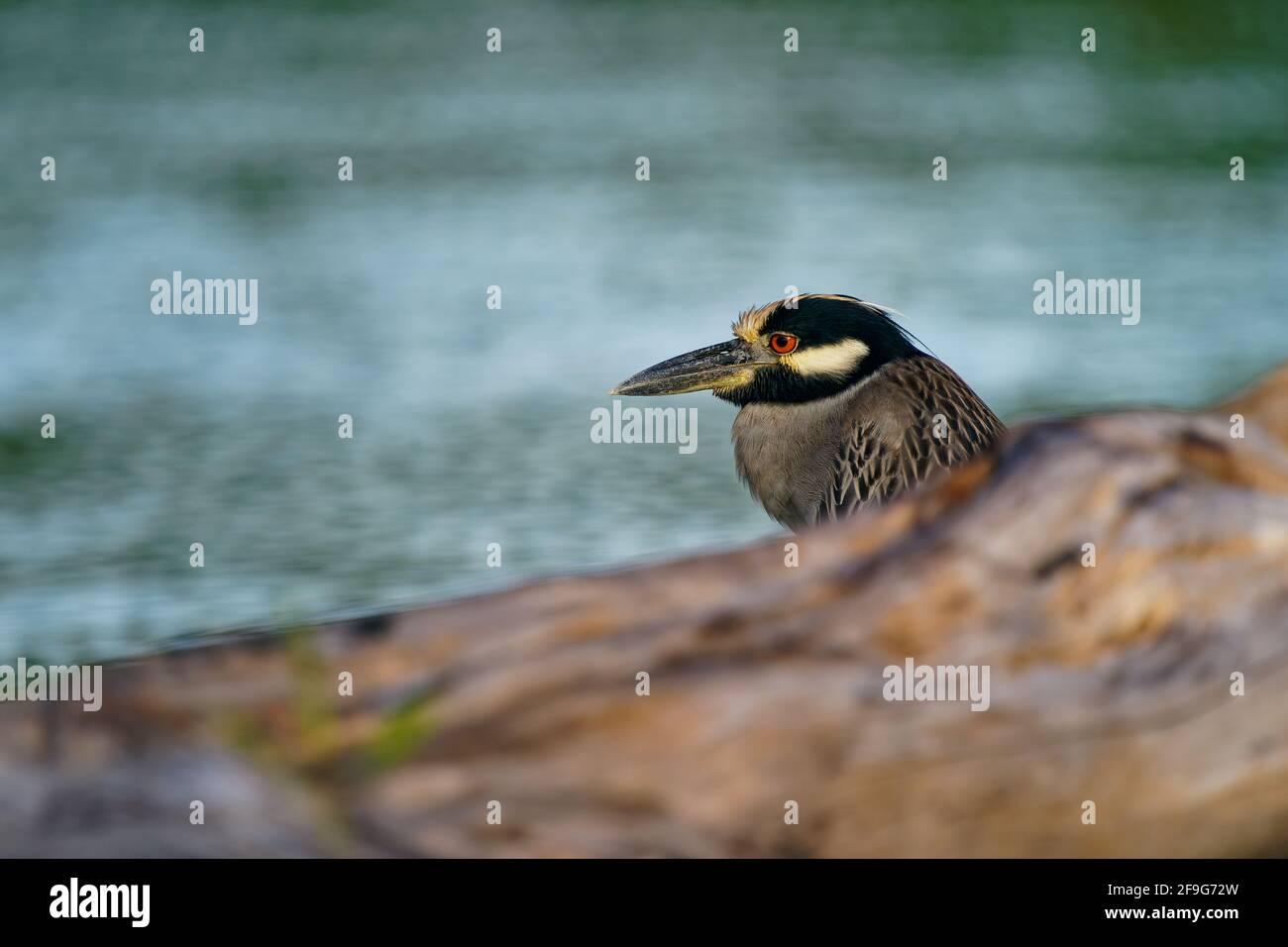 Heron de nuit à couronne jaune - Nyctanassa violacea est un hérons de nuit d'oiseau que l'on trouve dans les Amériques, connu sous le nom de Violace de Bihoreau en français et Pedrete Coron Banque D'Images