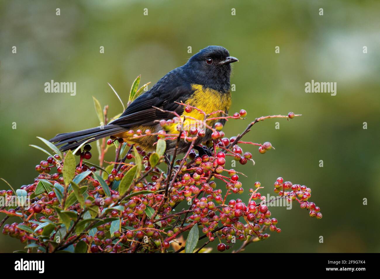 Phainoptila noir et jaune ou flycatcher soyeux noir et jaune - Phainoptila melanoxantha est un oiseau noir et jaune de la famille des Ptiliogonatidae, f Banque D'Images