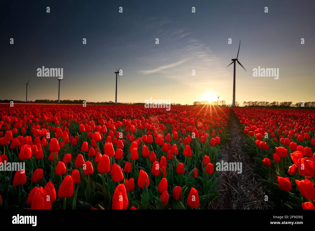 Coucher de soleil sur un champ de tulipes rouges avec des éoliennes, Hollande Banque D'Images