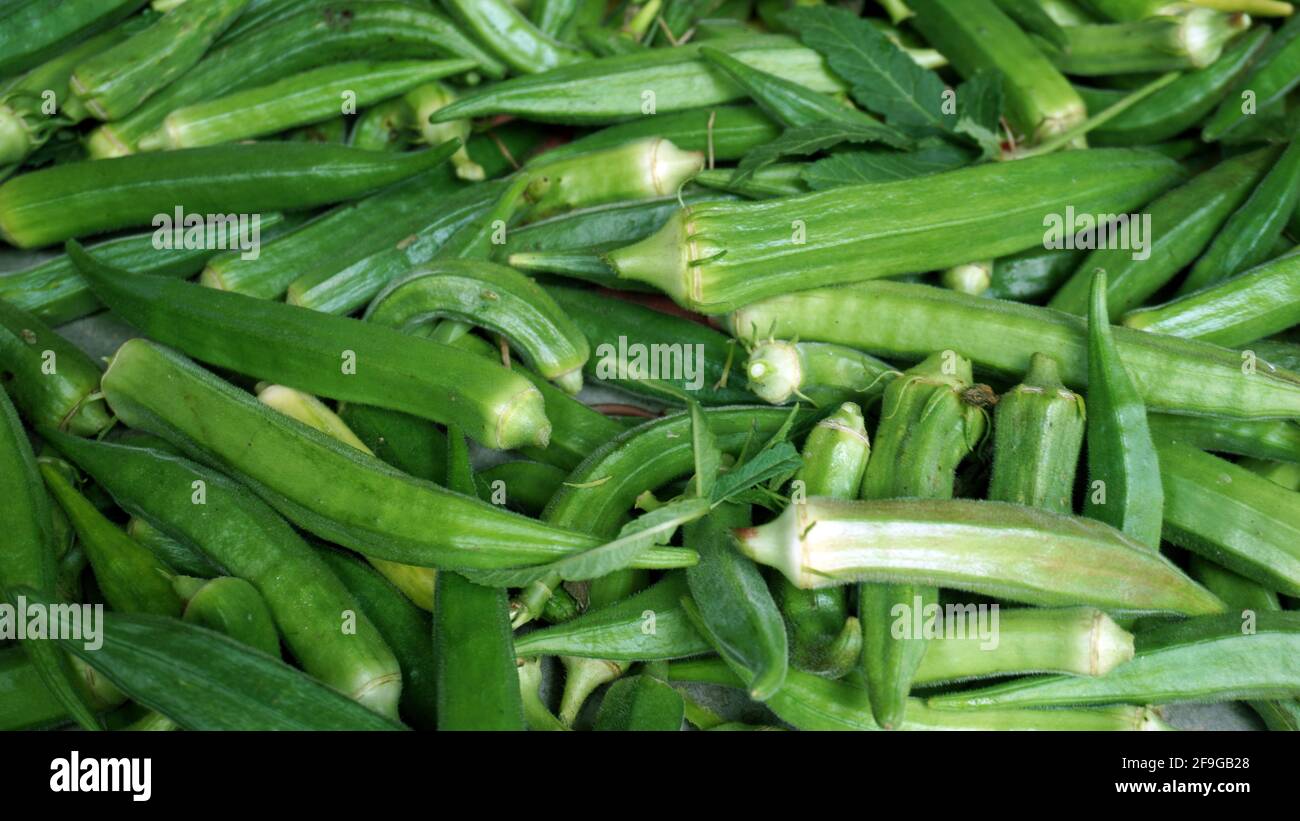 Lady's Fingers est un autre nom anglais pour okra, les gousses de graines mucilagineuses d'une plante de la famille hollyhock. Les doigts de Lady est un alternatif Banque D'Images