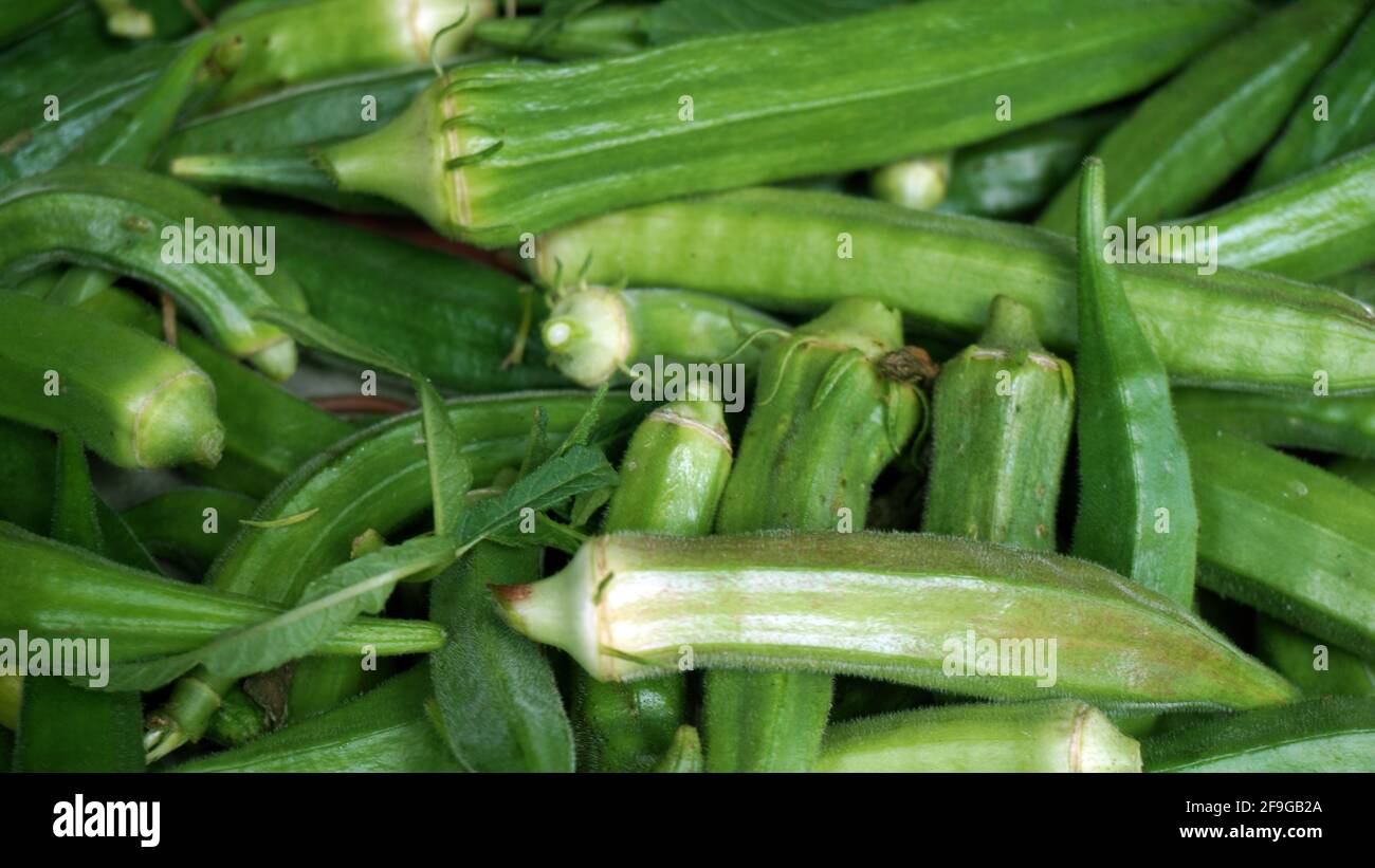 Lady's Fingers est un autre nom anglais pour okra, les gousses de graines mucilagineuses d'une plante de la famille hollyhock. Banque D'Images