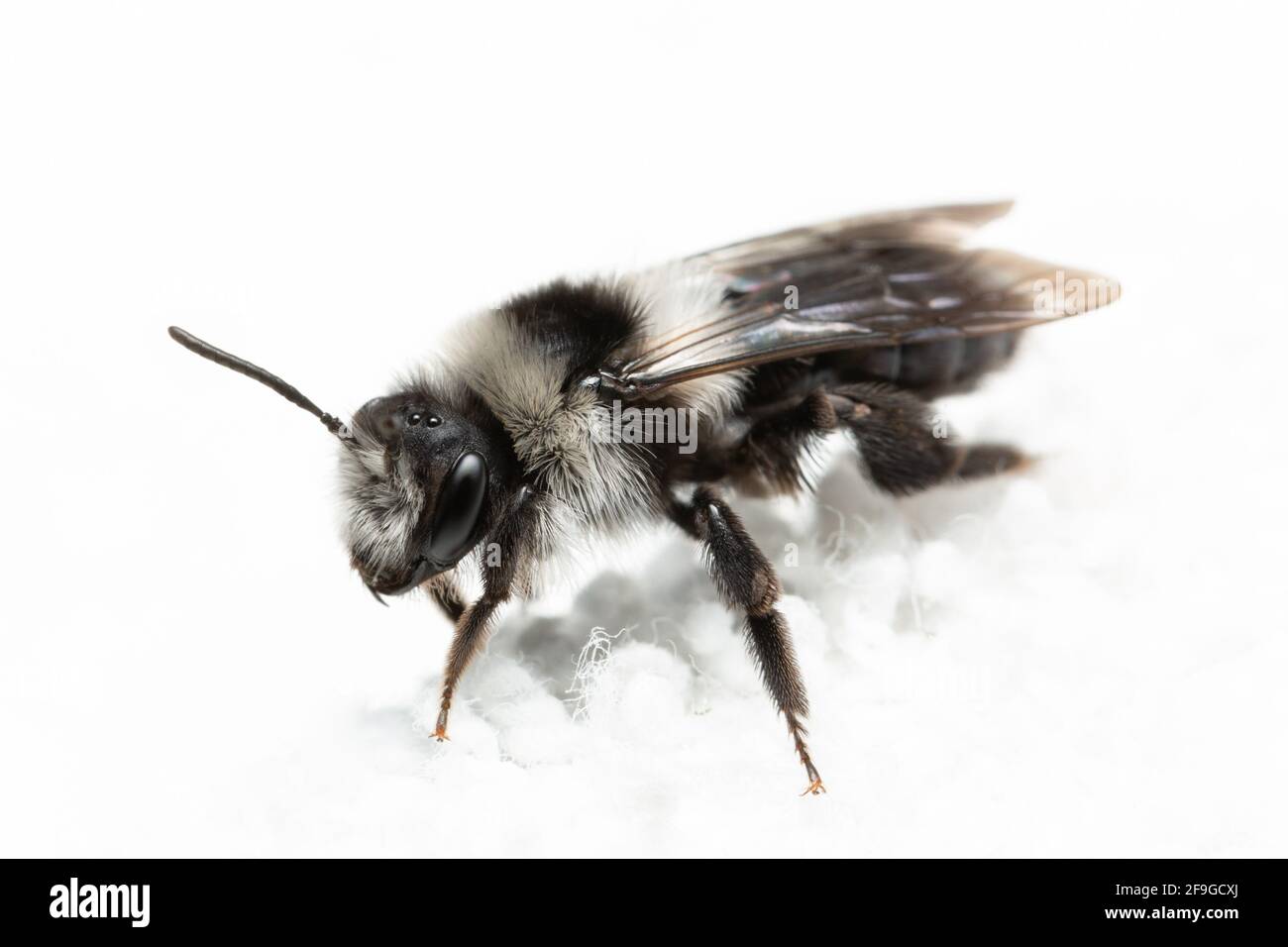 Abeille minière de l'ashy / Andrena cineraria Banque D'Images