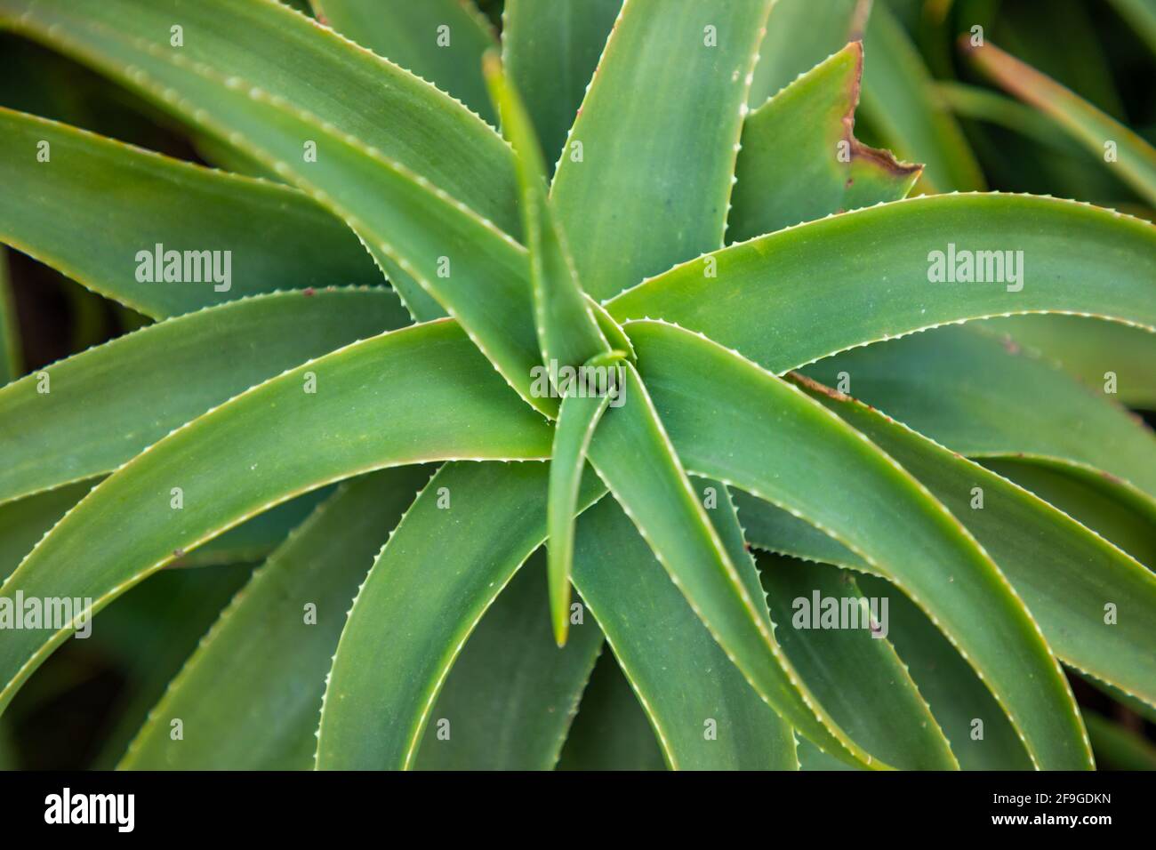 Motif de feuilles de cactus, fond vert aloès, Croatie Banque D'Images