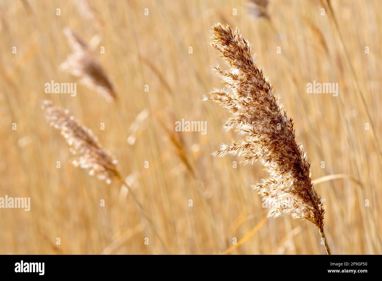 Roseau commun (phragmites australis), rétro-éclairé gros plan d'une vieille tête de fleur de l'herbe, longtemps allé à la graine. Photographié au printemps. Banque D'Images