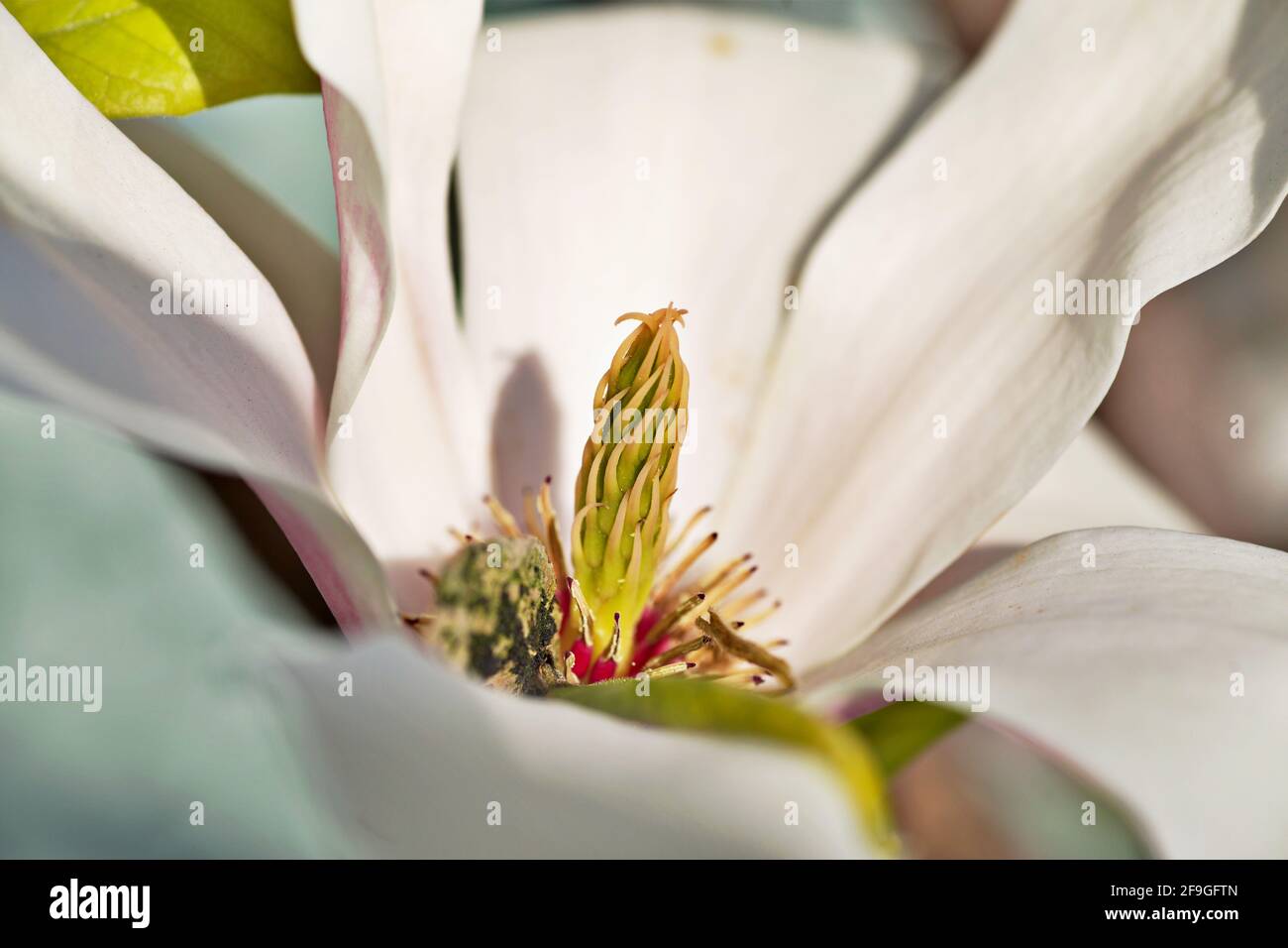 gros plan sur la fleur Banque D'Images