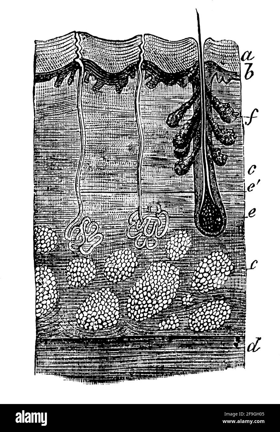 Coupe transversale de la peau humaine à travers 2 glandes sudoripares et un follicule pileux. Illustration du 19e siècle. Allemagne. Arrière-plan blanc. Banque D'Images