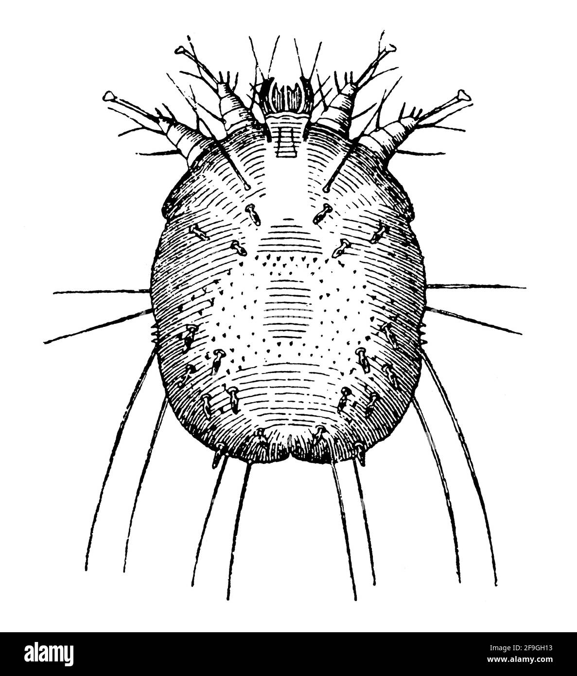 Sarcoptes scabiei. Illustration du 19e siècle. Allemagne. Arrière-plan blanc. Banque D'Images