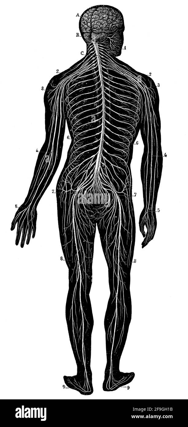 Le système nerveux humain. Illustration du 19e siècle. Allemagne. Arrière-plan blanc. Banque D'Images