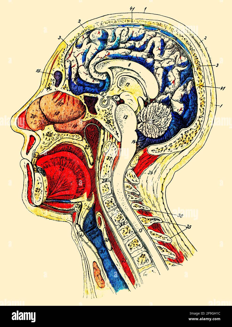 Structure interne de la tête et du cou humains. Illustration du 19e siècle. Allemagne. Banque D'Images