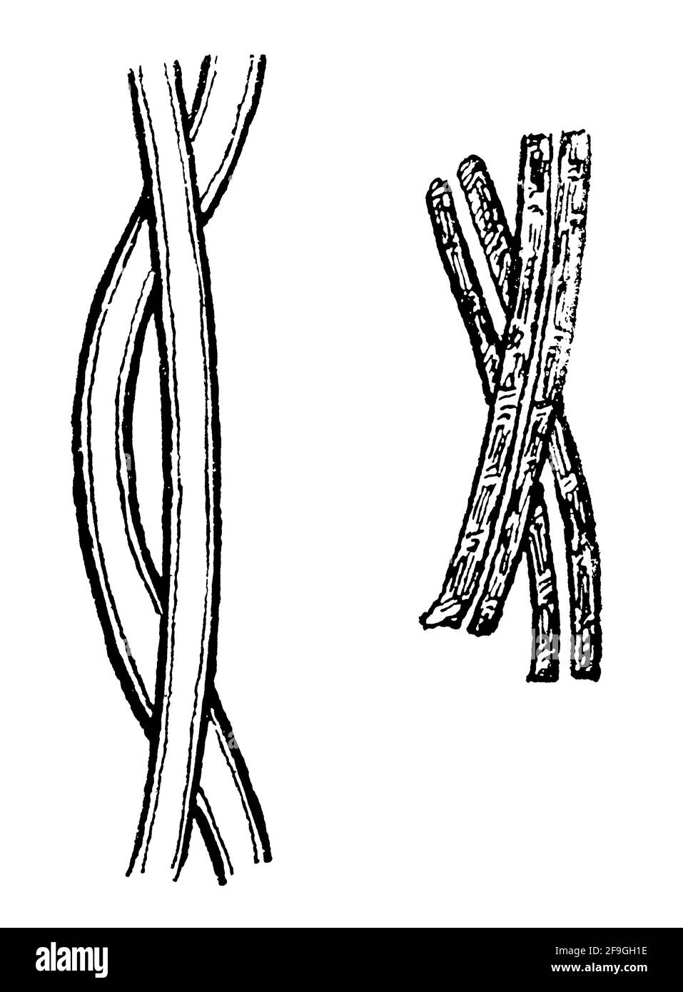 Fibres nerveuses. Illustration du 19e siècle. Allemagne. Arrière-plan blanc. Banque D'Images