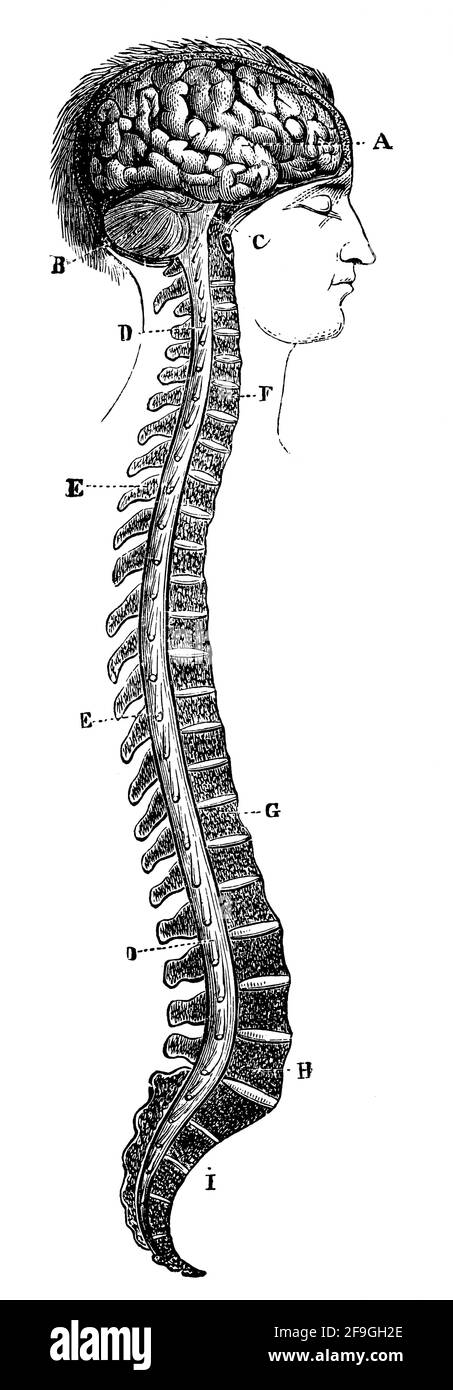 Section verticale du crâne et de la colonne vertébrale. Illustration du 19e siècle. Allemagne. Arrière-plan blanc. Banque D'Images