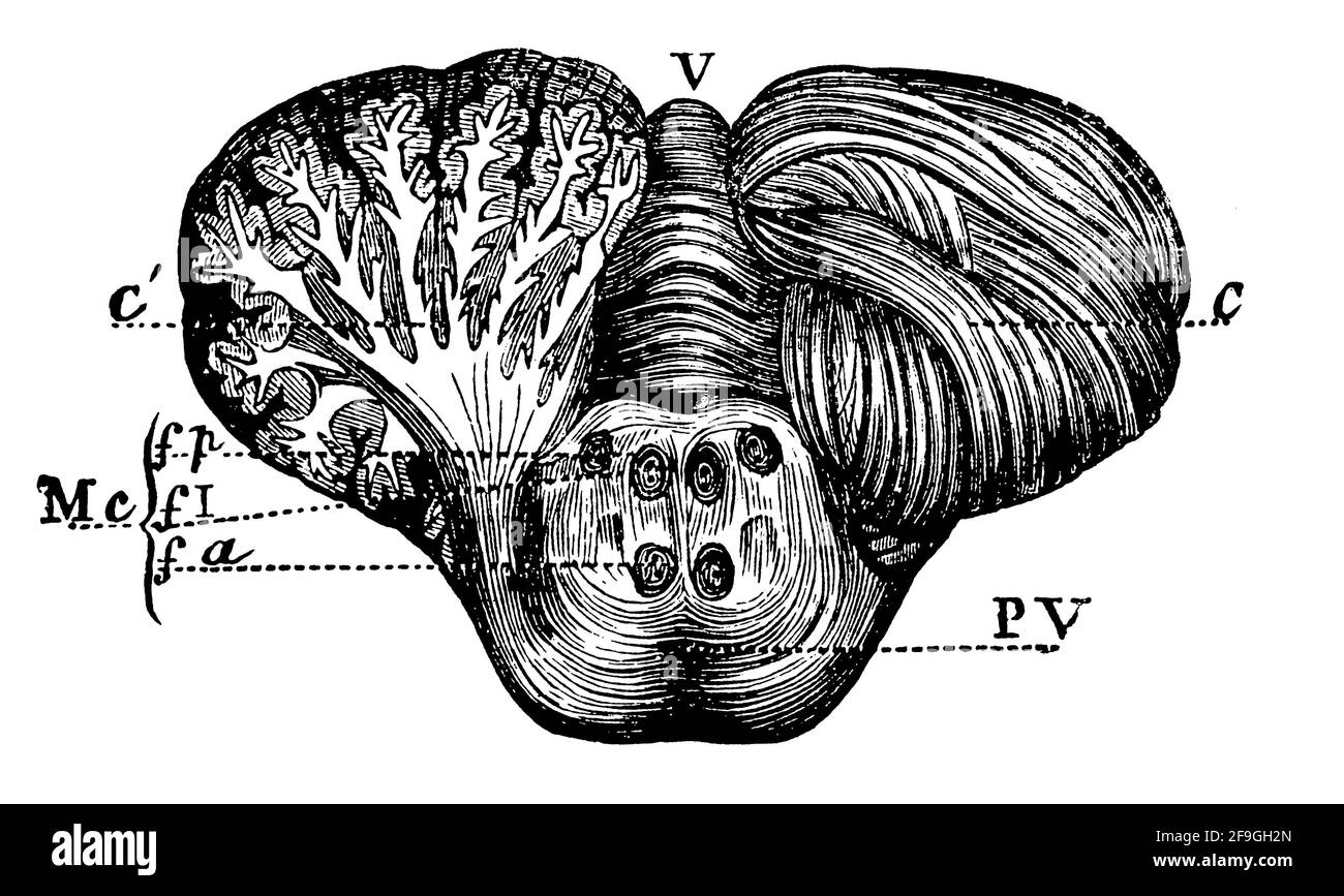 Cervelet et pons (Protuberantia annularis). Illustration du 19e siècle. Allemagne. Arrière-plan blanc. Banque D'Images