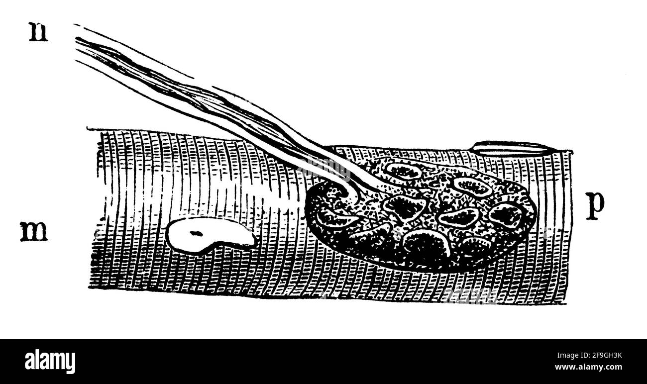 Fin d'un nerf moteur dans une fibre musculaire. Illustration du 19e siècle. Allemagne. Arrière-plan blanc. Banque D'Images