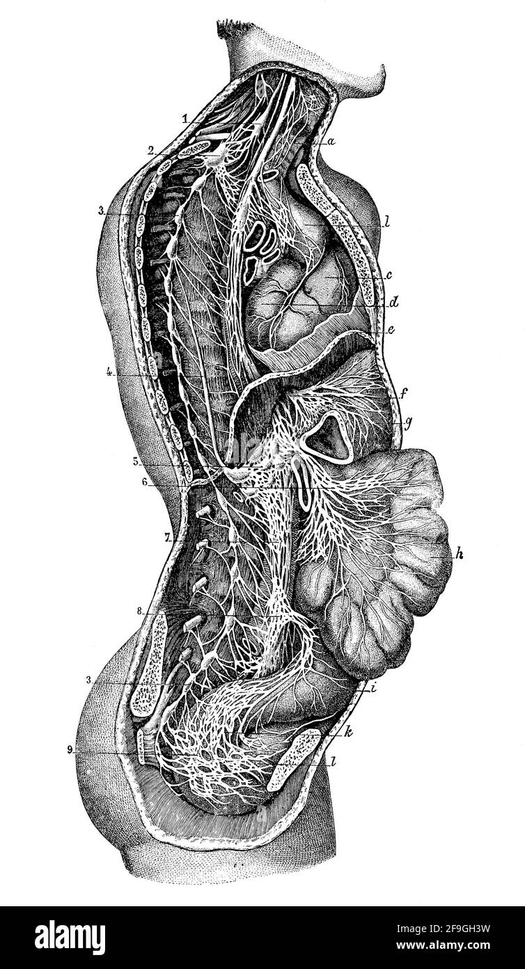 Grands nerfs sympathiques et pulmonaires-gastriques. Illustration du 19e siècle. Allemagne. Arrière-plan blanc. Banque D'Images