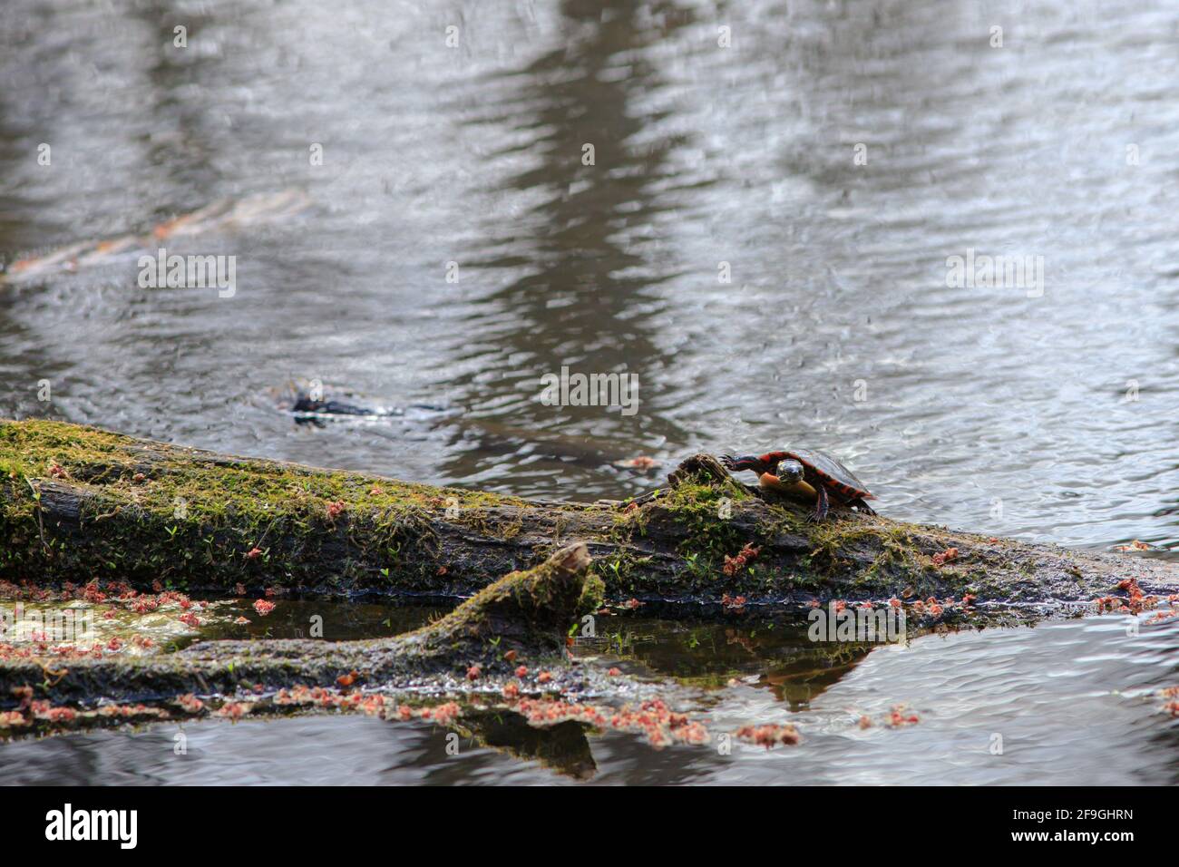 Une tortue peinte de midland marche lentement sur une bûche dans un marais, rampant au-dessus de la mousse et des fleurs roses des érables. Banque D'Images