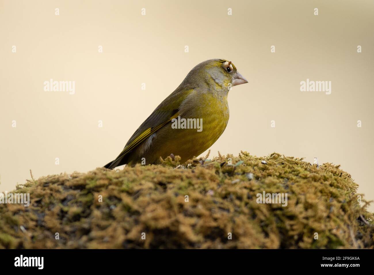 Un verdfinch européen (chloris chloris) Banque D'Images