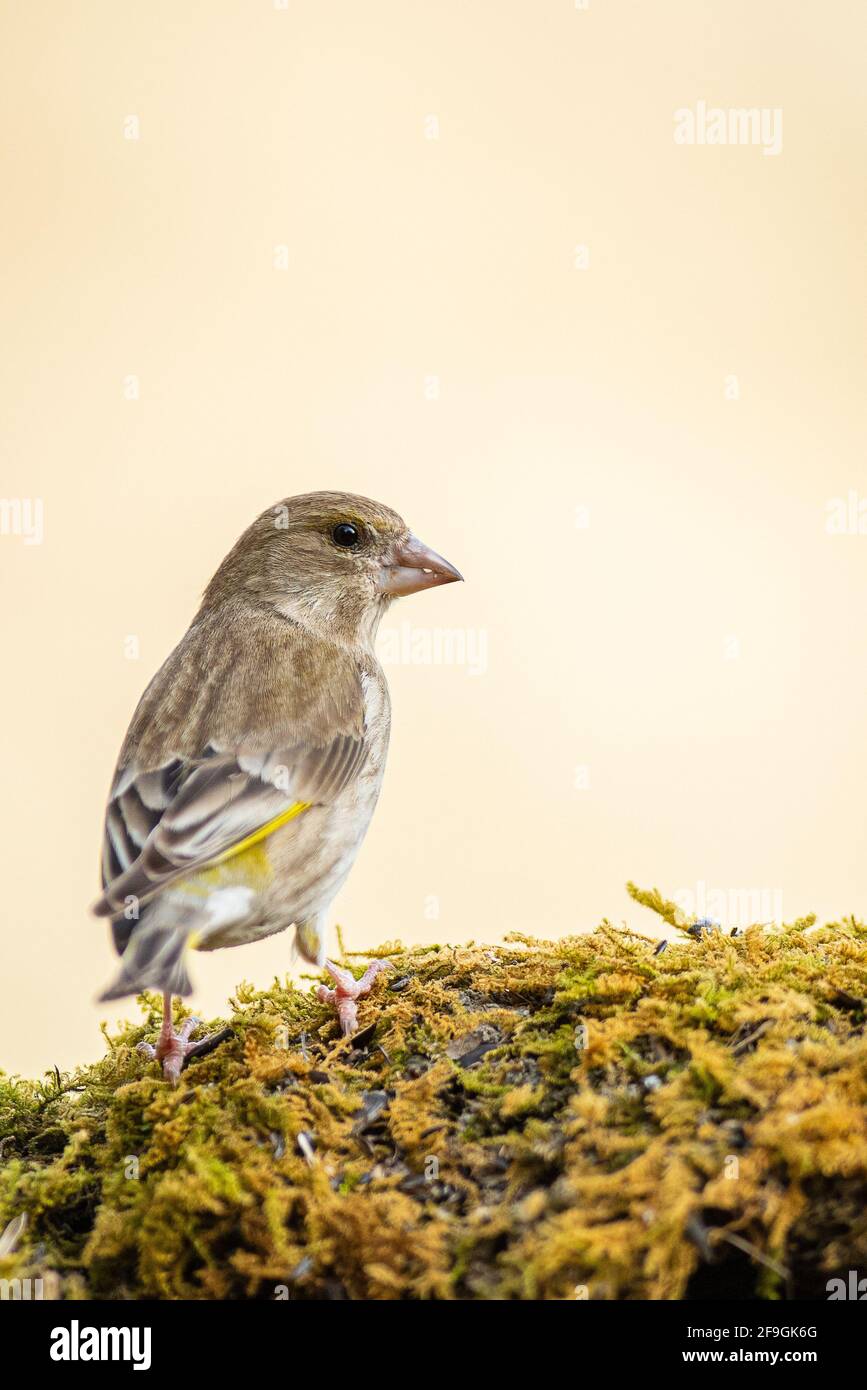 Un verdfinch européen (chloris chloris) Banque D'Images