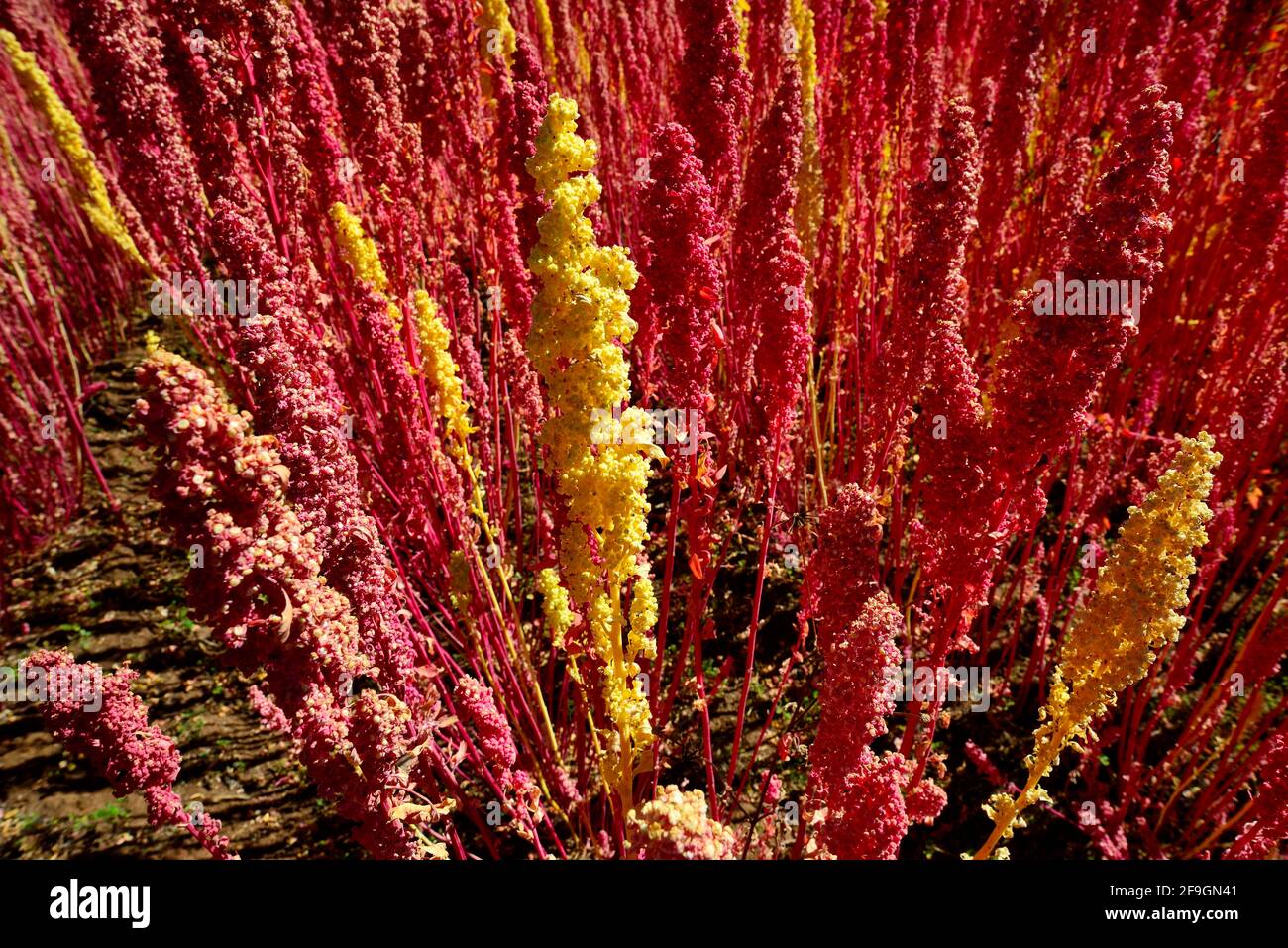 Panicules de quinoa mûr (Chenopodium quinoa), province d'Andahuaylas, Pérou Banque D'Images