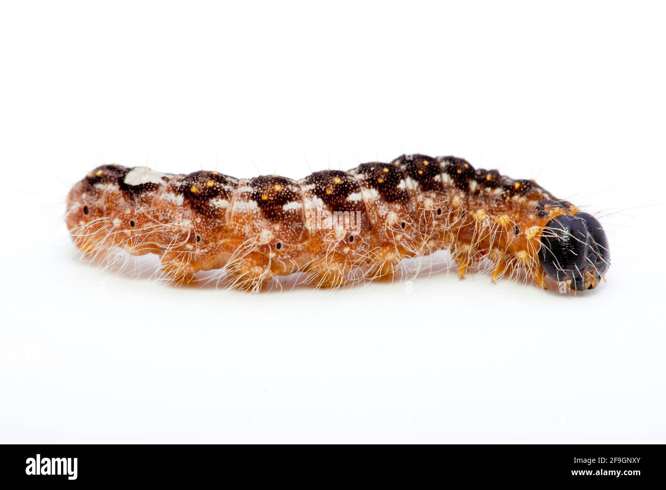 Peuplier gris Moth (Acronicta megacephala), caterpillar Banque D'Images