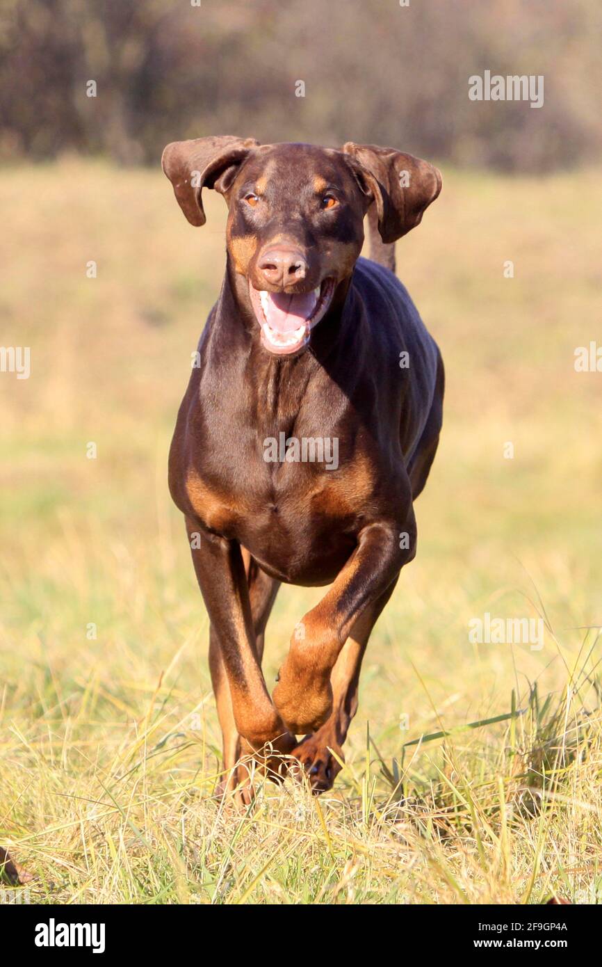 Doberman, marron Banque D'Images