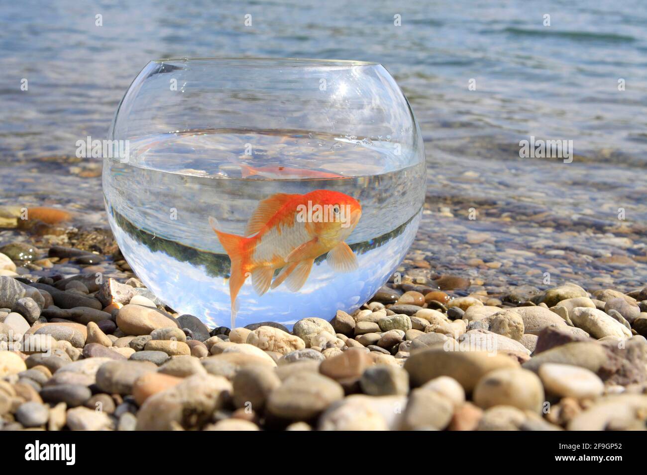 Poisson doré en verre, sur le bord du lac, verre de poisson doré, gratuit Banque D'Images