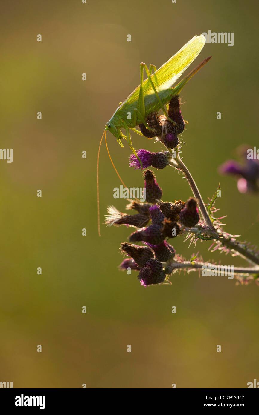 Grand Grand cricket vert du Bush (Tetigonia viridissima) Rhénanie-Palatinat Allemagne Banque D'Images