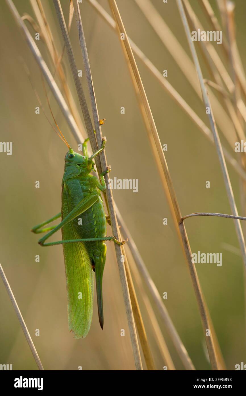 Grand Grand cricket vert du Bush (Tetigonia viridissima) Rhénanie-Palatinat, Allemagne Banque D'Images