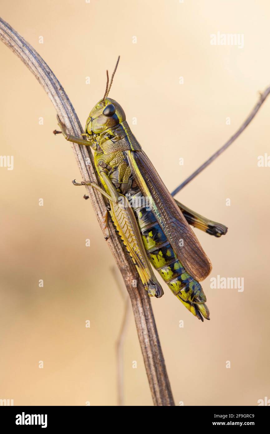 Grand sauterelle des marais (Stethophyma grossum) Rhénanie-du-Nord-Westphalie, Allemagne Banque D'Images
