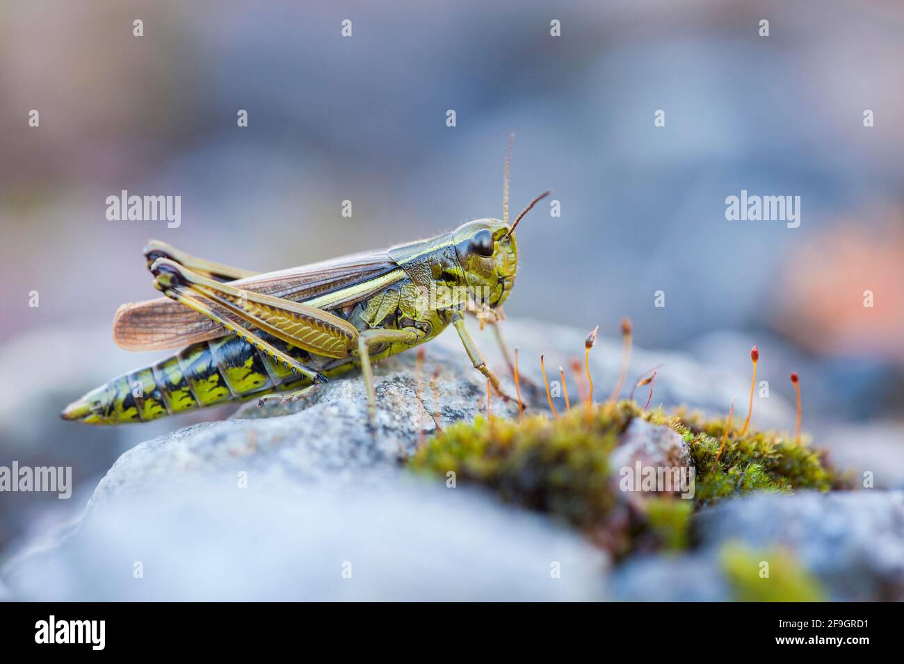 Grand sauterelle des marais (Stethophyma grossum) Rhénanie-du-Nord-Westphalie, Allemagne Banque D'Images