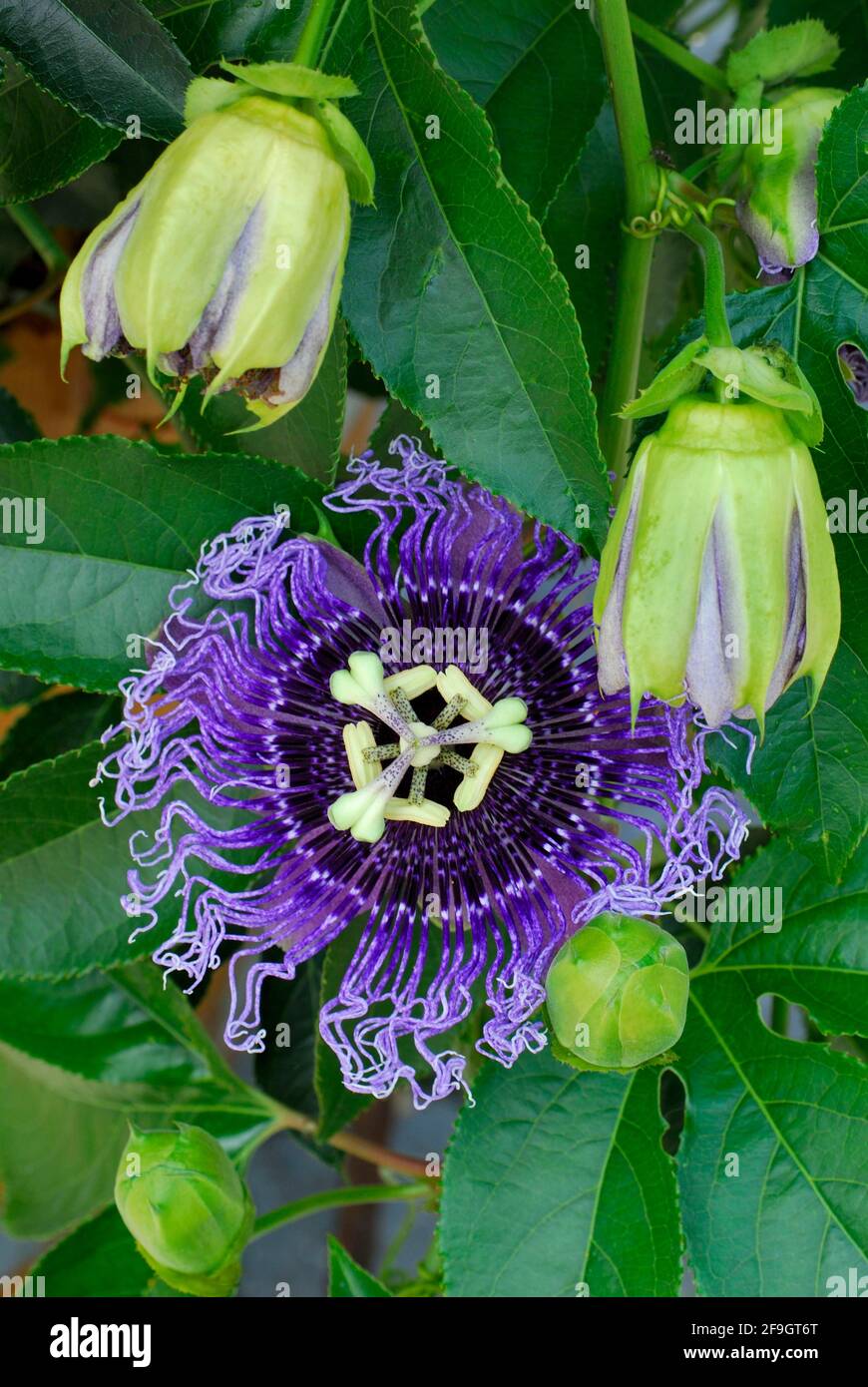 Passion fleur hybride ( Passiflora incarnata x P. edulis flavicarpa Byron Beauté) , passion fleur Banque D'Images