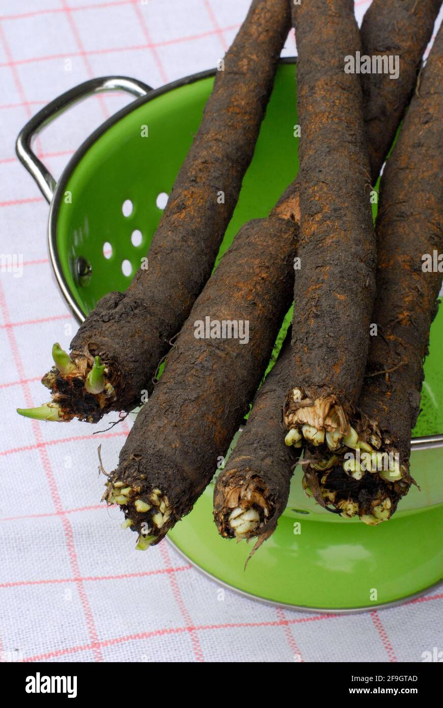 Salsifis noirs (Scorzonera hispanica) , asperges d'hiver Banque D'Images