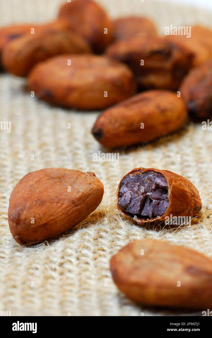 Fèves de cacao (Theobroma cacao) , cacao, fèves de cacao Banque D'Images