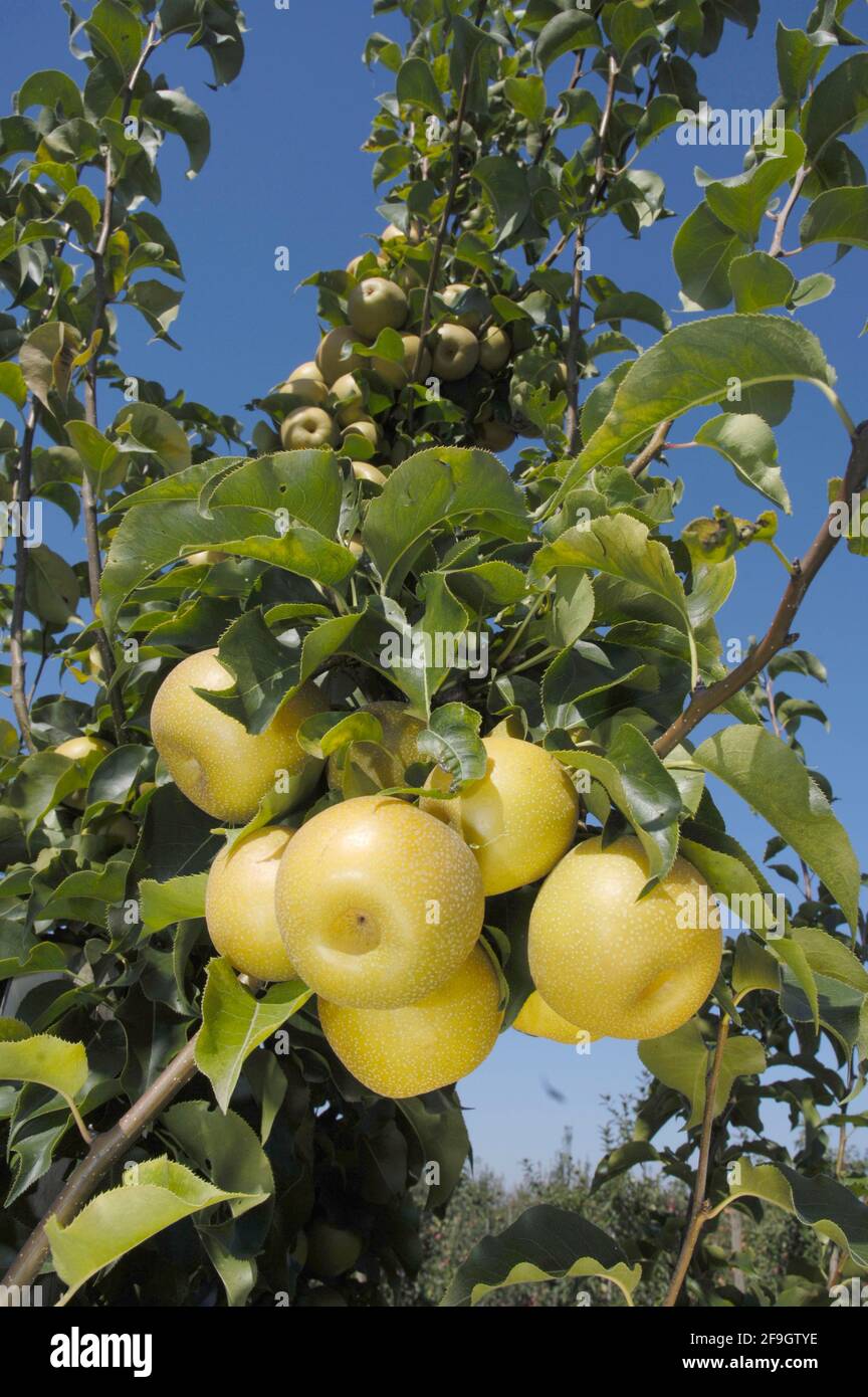 Poire asiatique Hosuii poire Hosuii, poire asiatique (Pyrus pyrifolia) Banque D'Images