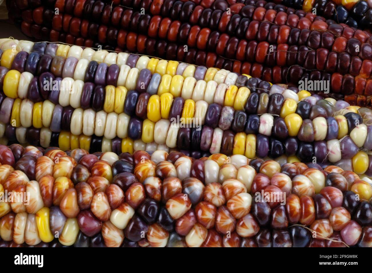 Épis de maïs, épis de maïs (Zea mays) à l'intérieur, studio Banque D'Images