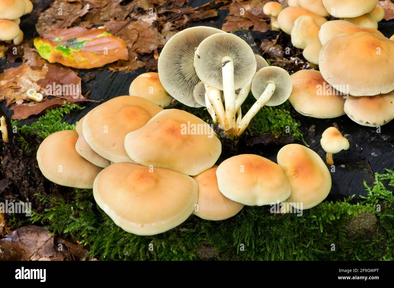 Tuft de conifères (Hypholoma capnoides) Banque D'Images