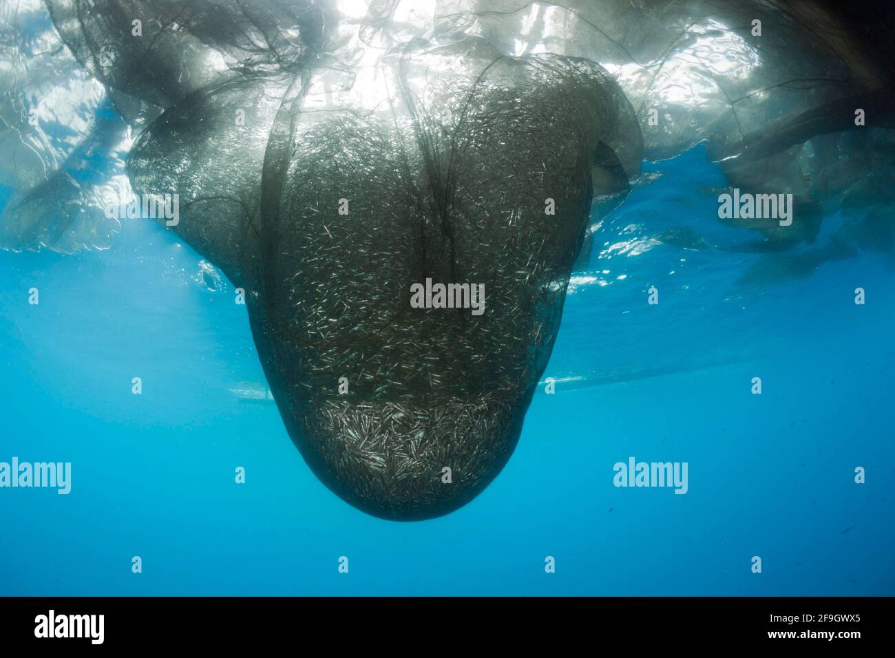 Filet de pêche sous plate-forme de pêche, appelé Bagan, Cenderawasih Bay, Papouasie occidentale, Indonésie Banque D'Images