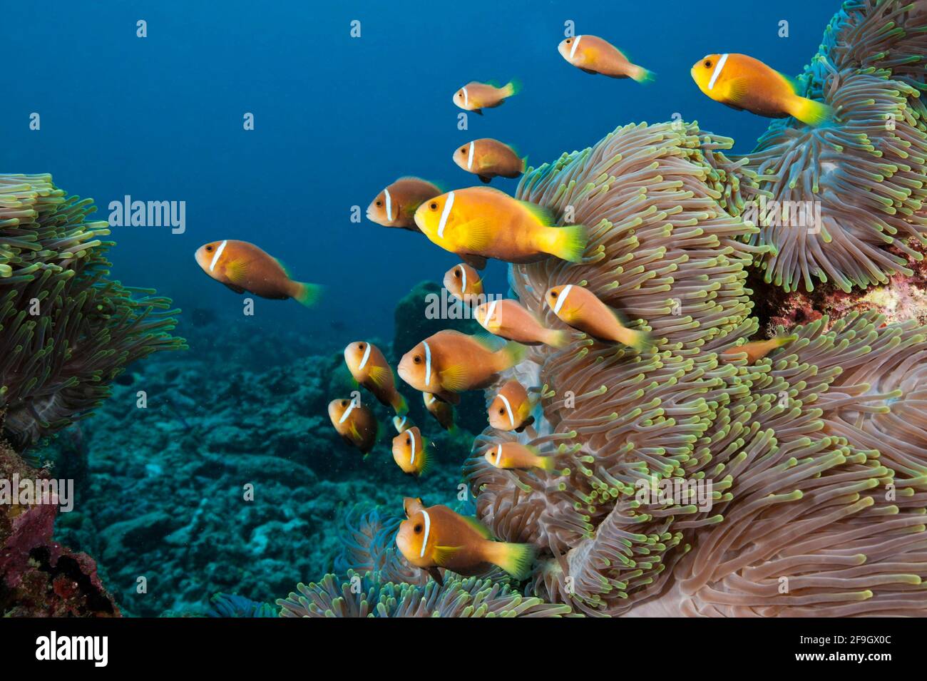 Anemonefish des Maldives, Atol mâle du Nord, Maldives (Amphiprion nigripes) Banque D'Images