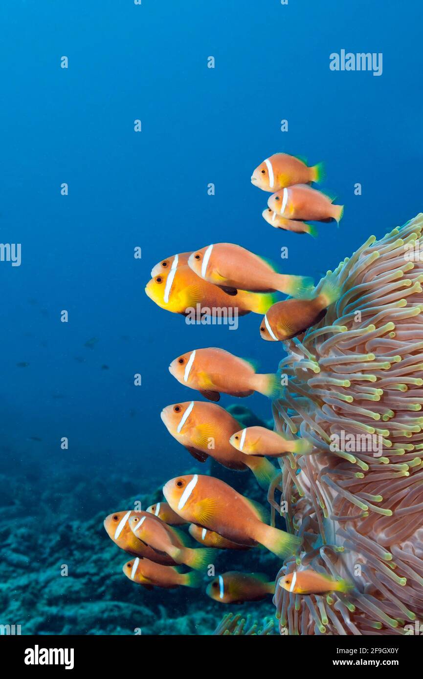 Anemonefish des Maldives, Atol mâle du Nord, Maldives (Amphiprion nigripes) Banque D'Images