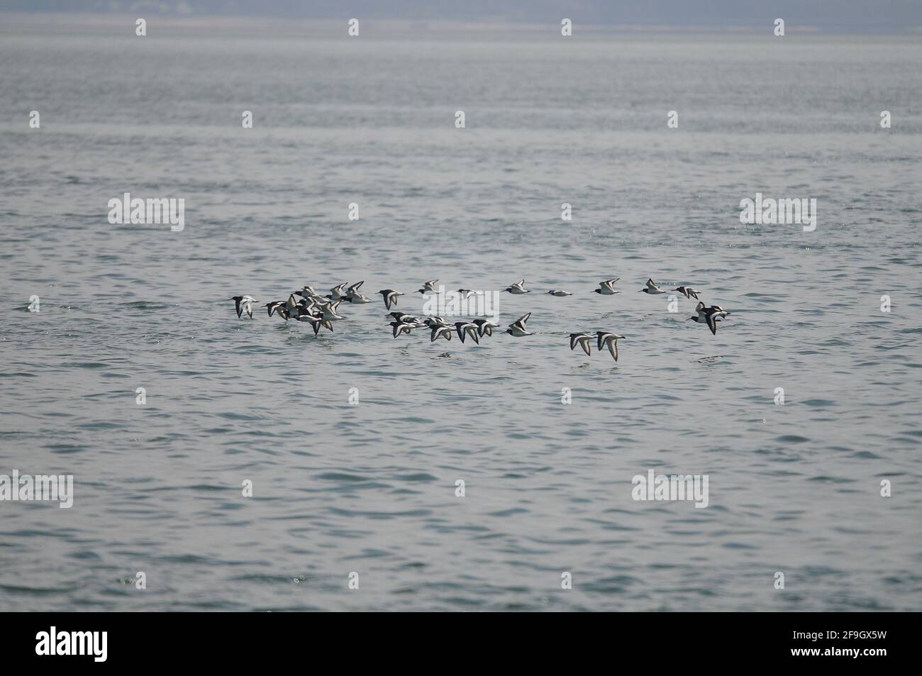 Anglesey, pays de Galles du Nord Banque D'Images