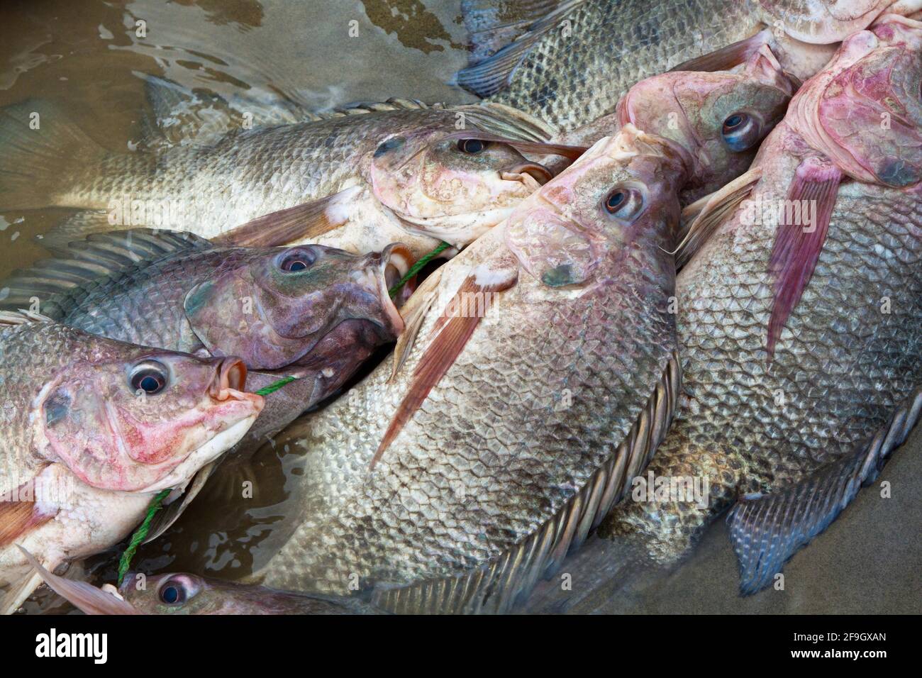 Cichlidés (Tilapia (genre) ) capturés dans le lac Turkana, au Kenya Banque D'Images