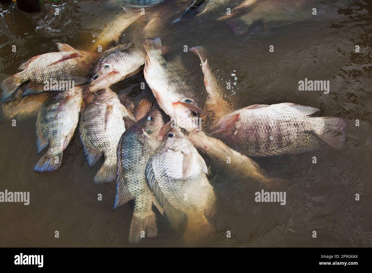 Cichlidés (Tilapia (genre) ) capturés dans le lac Turkana, au Kenya Banque D'Images