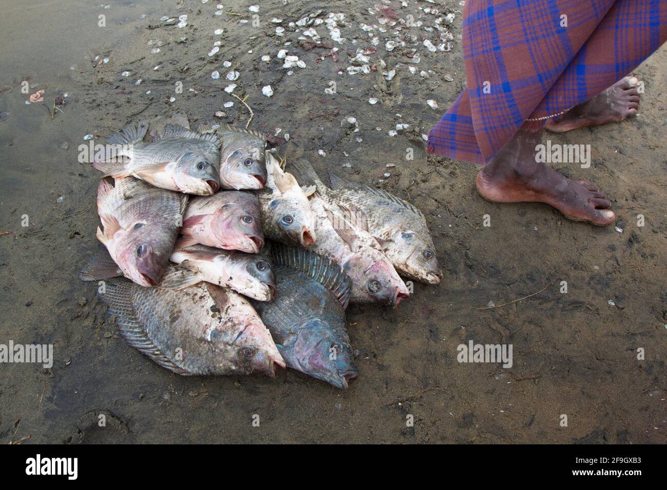 Cichlidés (Tilapia (genre) ) capturés dans le lac Turkana, au Kenya Banque D'Images