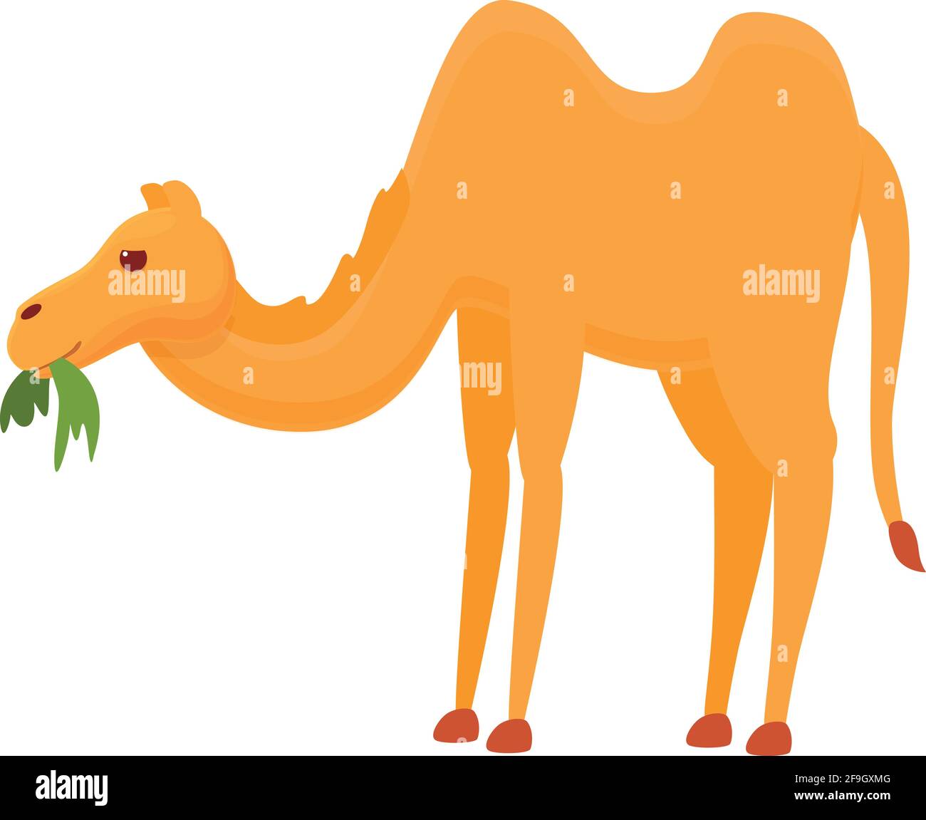 Mangeant herbe icône de chameau. Dessin animé de l'icône vecteur de chameau de l'herbe Eating pour la conception de sites Web isolée sur fond blanc Illustration de Vecteur