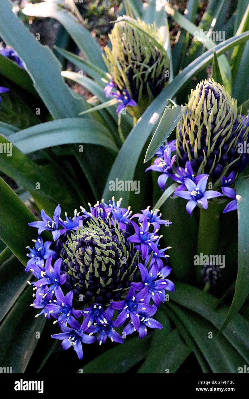 Scilla peruviana Squill portugais - fleurs en forme d'étoile violette dans des ratons laveurs coniques et de grandes feuilles en forme de sangle, avril, Angleterre, Royaume-Uni Banque D'Images