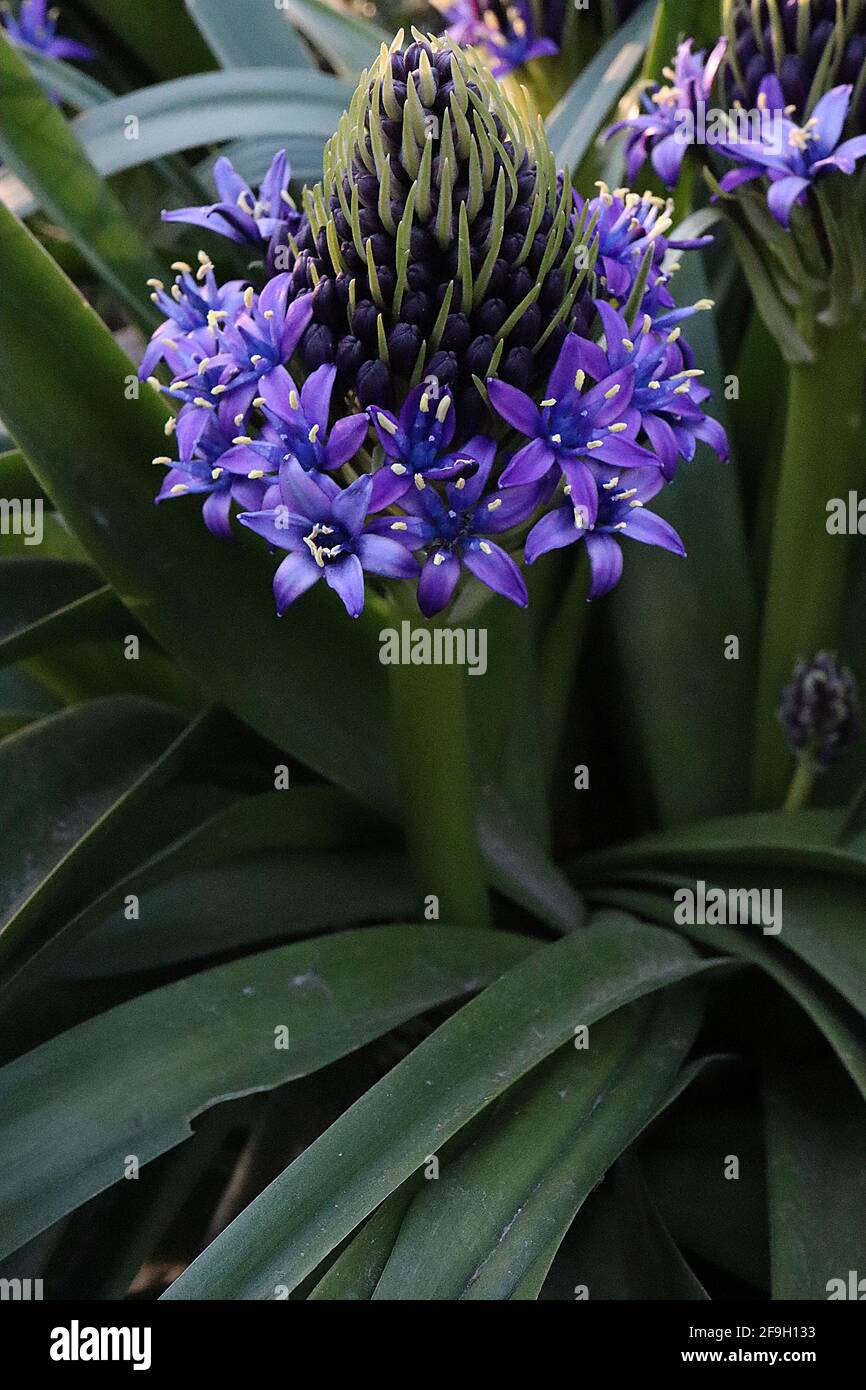 Scilla peruviana Squill portugais - fleurs en forme d'étoile violette dans des ratons laveurs coniques et de grandes feuilles en forme de sangle, avril, Angleterre, Royaume-Uni Banque D'Images