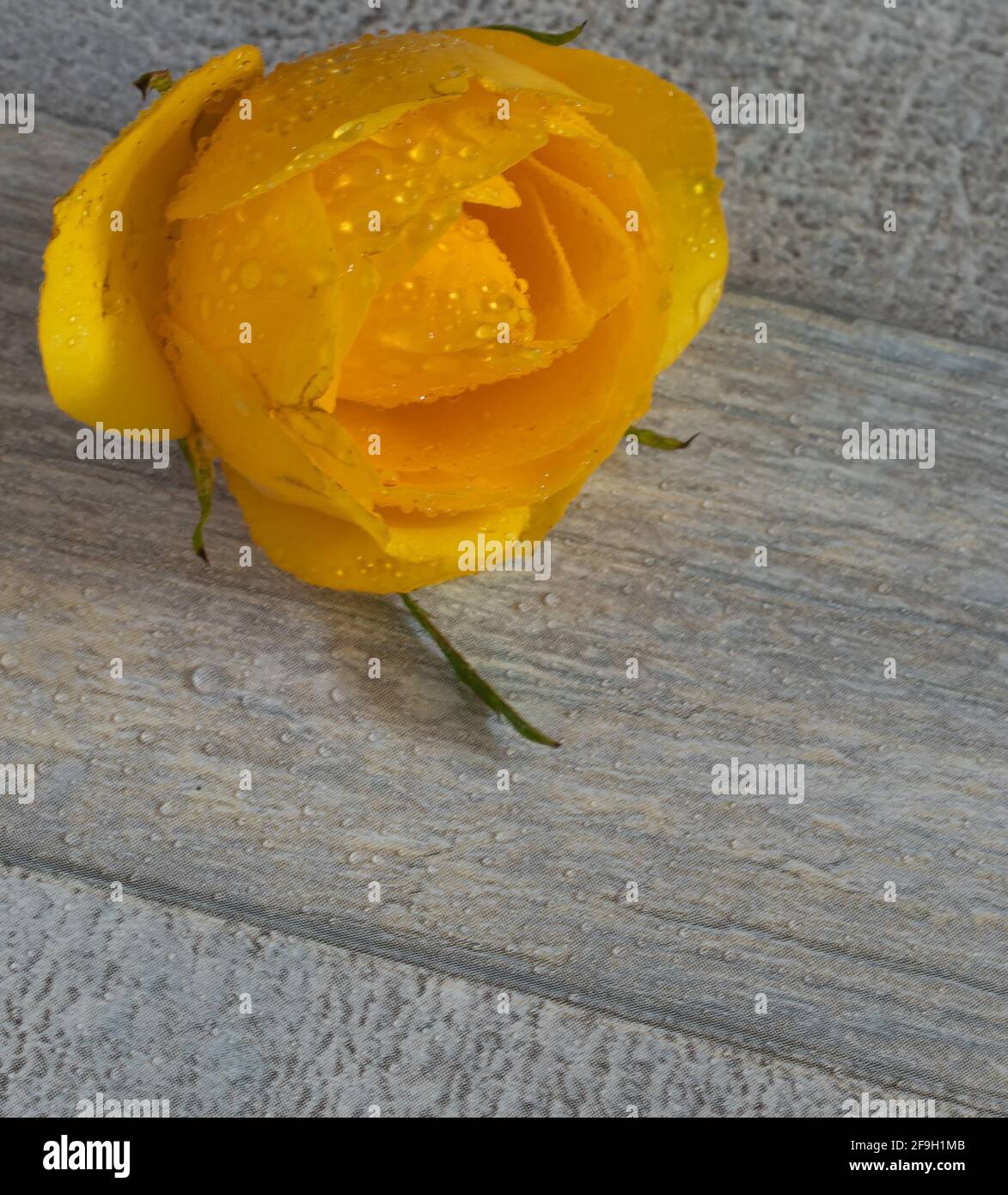 rose jaune isolée sur fond gris Banque D'Images