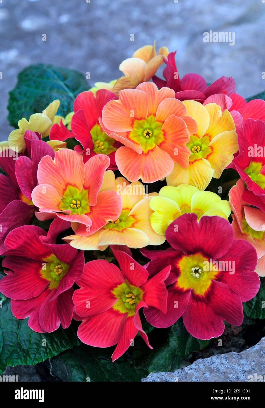 Primula vulgaris Ringostar montrant diverses couleurs de pêche rose rouge Et jaune c'est une vivace semi-éternelle rustiques que fleurs à la fin de l'hiver Banque D'Images
